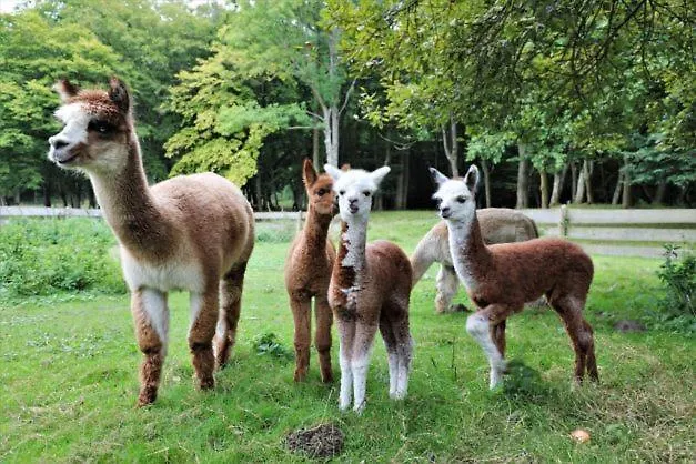 Folwark Hotel&spa Hotel 3*